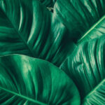 Tendências 2019 - folhagem