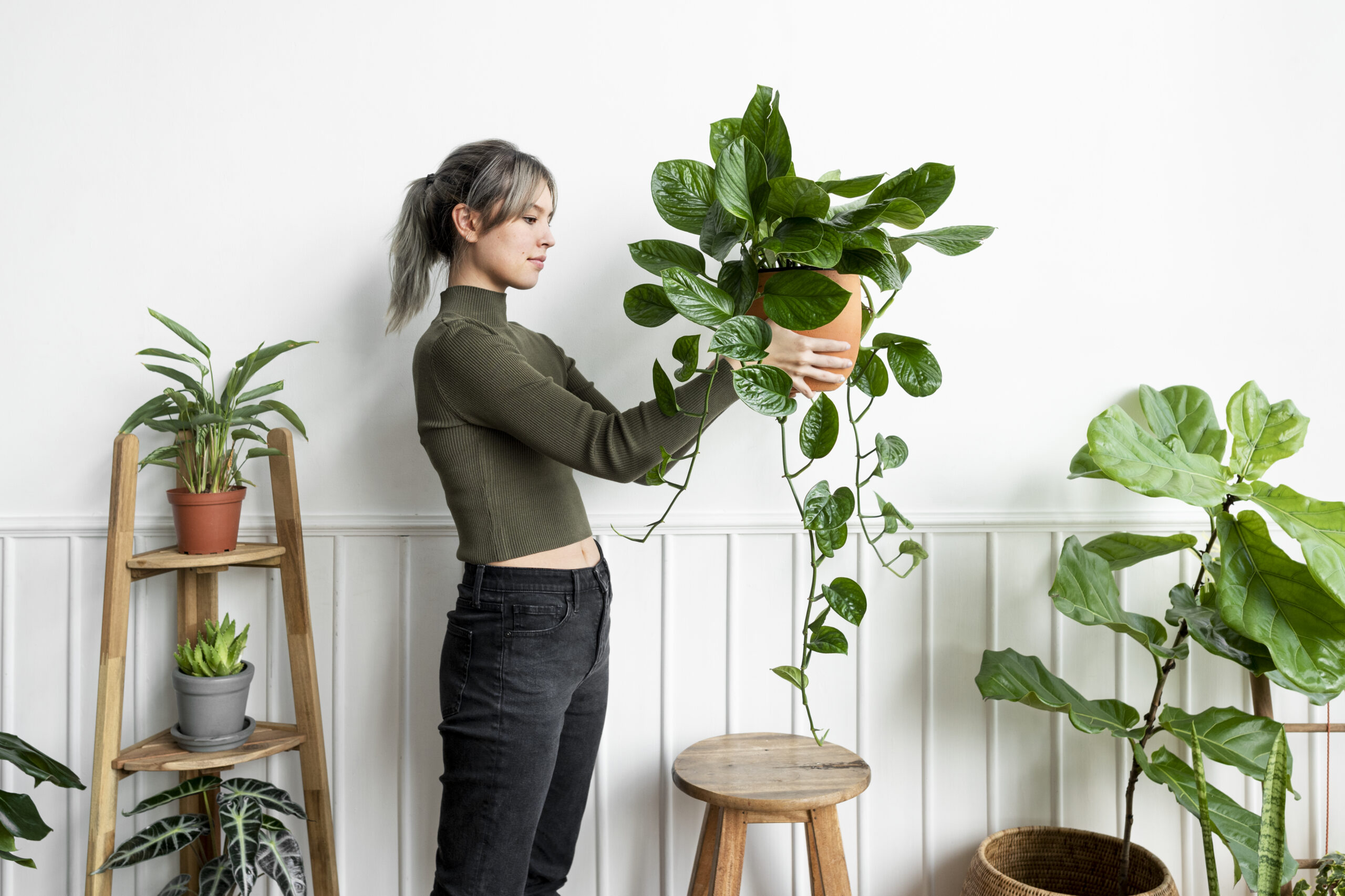 6 bons motivos para ter plantas dentro de casa – Blog Inusual